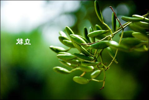 立秋随想（霄云煤矿&nbsp;张跟党）