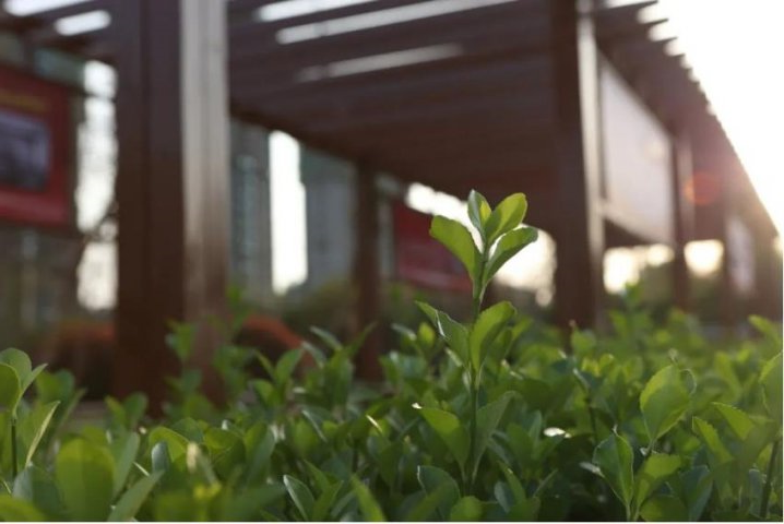 人间最美四月天丨致远教育：满园春色正当时