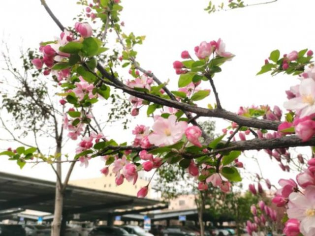 人间最美四月天丨霄云煤矿：镜头下的“春天”美如画